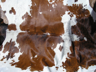 western collectibles-western cowhide 7