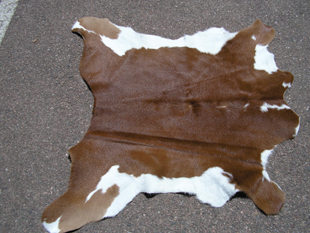 western collectibles-western cowhide 19