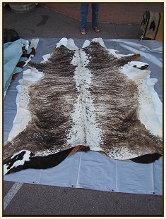 western collectibles-western cowhide 5