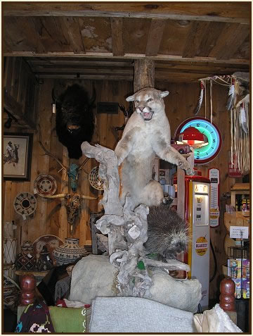 cougar and porcupine, western collectibles, Western Store, Cowboy