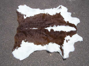 western collectibles-western calf cowhide 22