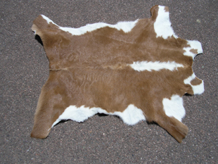 western collectibles-western calf cowhide 23