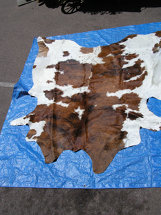 western collectibles-western calf cowhide 24